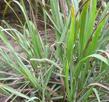 ExtraordinaryLemongrass